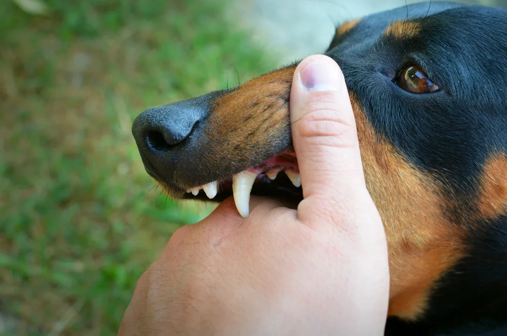 rabies virus symptoms causes and treatment